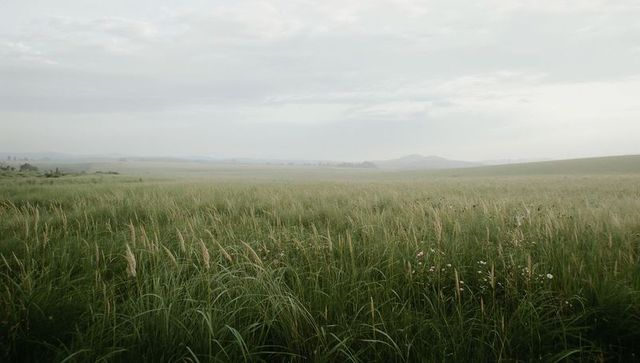 Misty Meadow at Dawn with Tall Grass and Wildflowers, Rolling Hills and Hazy Horizon