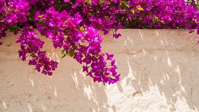 Vibrant bougainvillea cascading over sunlit textured white wall with dramatic shadows