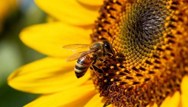 Honeybee foraging on sunflower disk gathering pollen close-up macro nature pollination