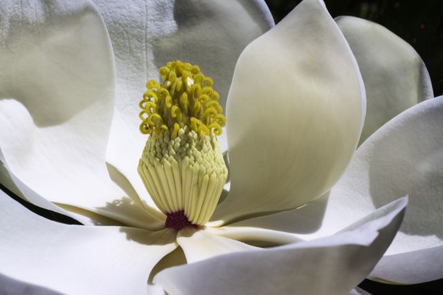 This image showcases a white magnolia flower in full bloom with its detailed, delicate petals gently curved around the vibrant stamen. Ideal for use in articles about gardening, nature, and floral arrangements, as well as backgrounds for greeting cards, websites, or promotional materials focusing on beauty and tranquility.