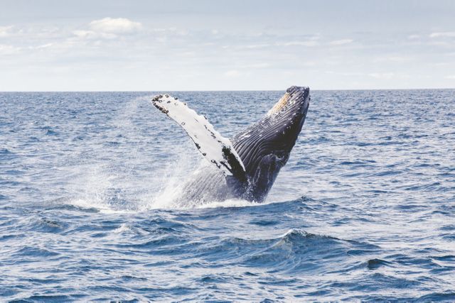 Majestic Humpback Whale Breaching in Ocean - Download Free Stock Photos Pikwizard.com