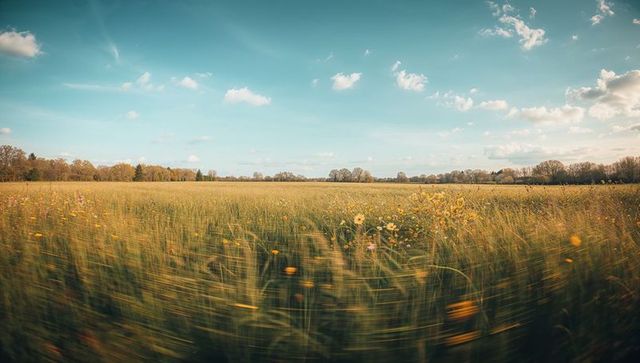 Swaying golden meadow with wildflowers under expansive blue sky at sunset light