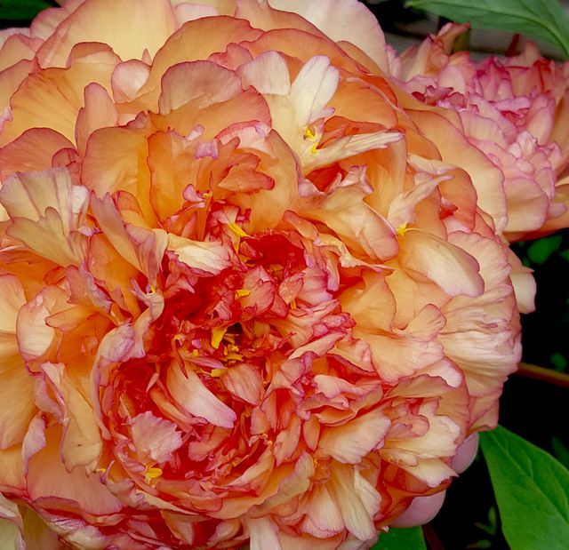 Close-up of Vibrant Orange Peony Flower in Bloom - Download Free Stock Photos Pikwizard.com