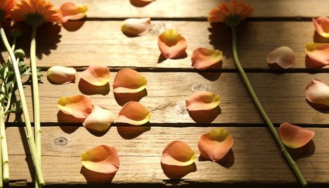 Peach pink petals on sunlit rustic wooden table with soft shadows and green stems