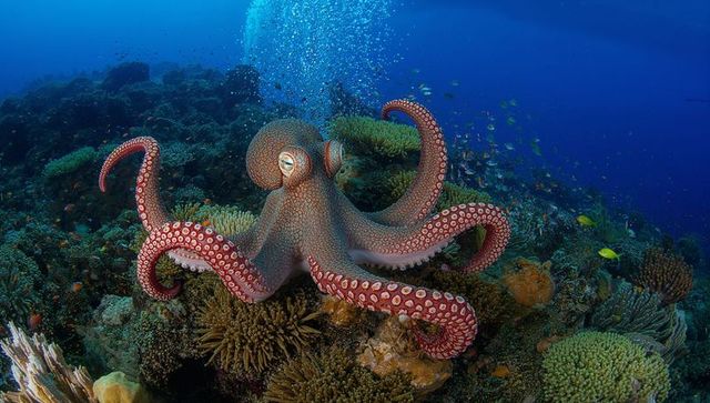 Octopus extending arms across vibrant coral reef underwater