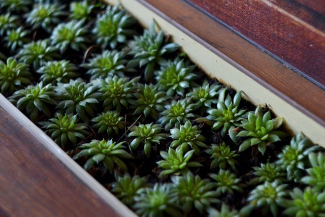 Close-up view of fresh green succulents neatly planted in a wooden planter box. Ideal for content related to gardening, home decor, indoor plants, and natural aesthetics. Perfect for blog posts, website banners, and social media images focused on greening spaces, plant care, or rustic decor.