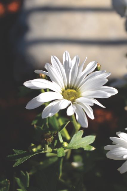 Close-up of white daisy blooming in sunlight with green leaves and natural background. Ideal for use in gardening blogs, floral decoration themes, spring or summer advertisement, and botanical studies.
