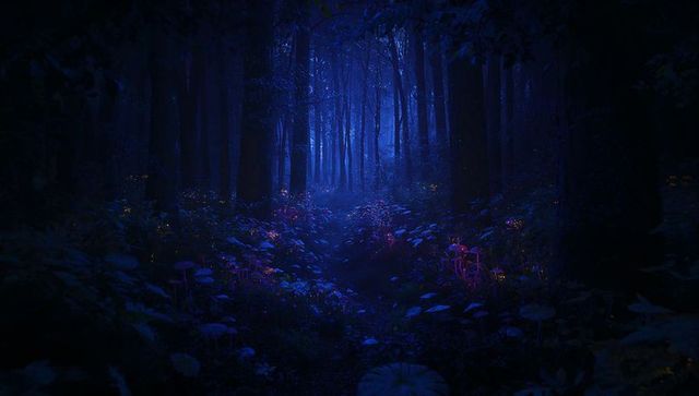 Enchanted nighttime forest with glowing mushrooms and orbs