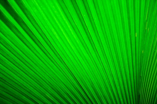 Close-Up of Green Leaf with Vibrant Texture - Download Free Stock Photos Pikwizard.com