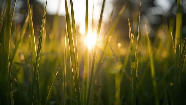 Closeup glowing backlit grass blades at golden hour bathing meadow in warm sunbeam and dew