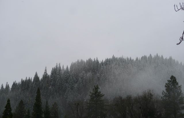 Winter Trees Covered in Snow on Foggy Day - Download Free Stock Images Pikwizard.com