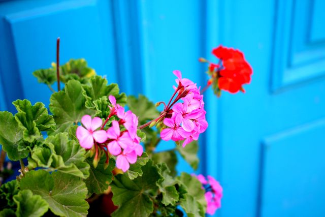 Vibrant Blooming Geranium Flowers with Bright Blue Door Background - Download Free Stock Photos Pikwizard.com