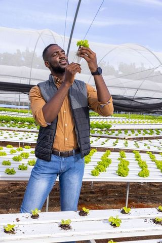 Man inspecting hydroponic lettuce seedling in greenhouse