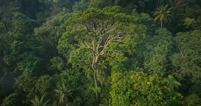 Drone Revealing Tree Canopy in Lush Tropical Jungle