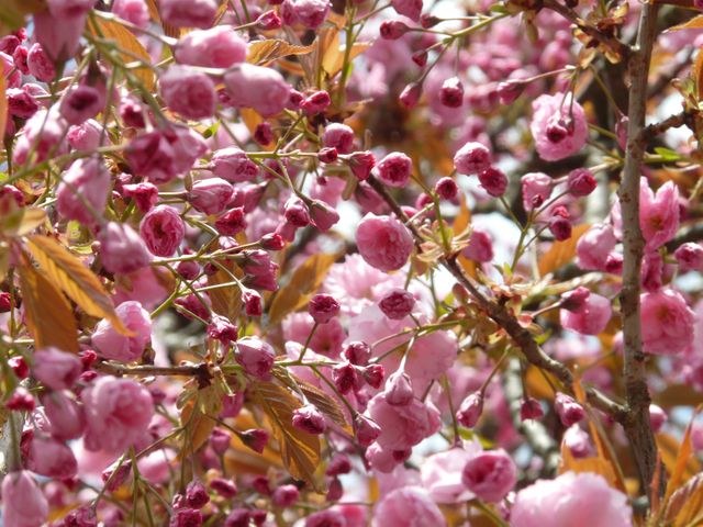 Blossoming Pink Cherry Tree in Spring - Download Free Stock Photos Pikwizard.com