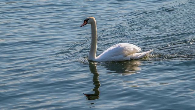 White swan gliding across calm blue lake casting reflection and trailing sunlit wake