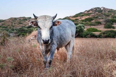 Grey Cow Staring in Golden Dry Grassland, Rural Pasture Livestock Portrait with Hills