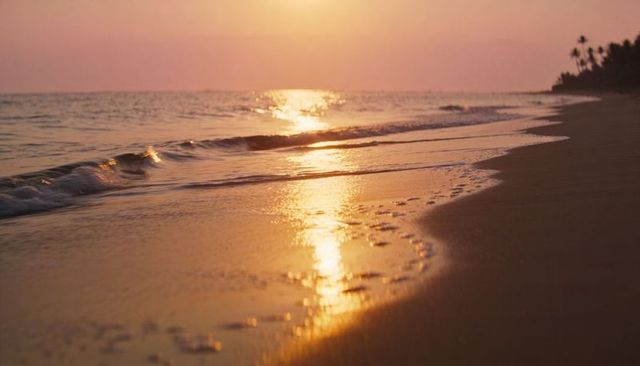 Shoreline reflecting golden sunset light with palm silhouettes and gentle waves