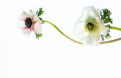 Delicate white anemone on plain background