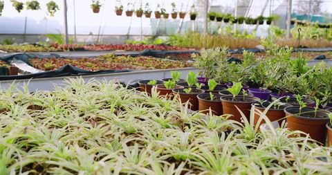 Spider Plants Growing in Lush Greenhouse Environment with Hanging Planters