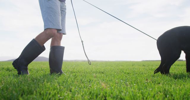 This image shows a man walking his dog on a leash in a lush green field, wearing rubber boots on a sunny day. It can be used for topics related to outdoor activities, dog walking, healthy living, and relaxation.