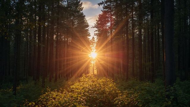 Sunburst Piercing Pine Forest at Sunrise, Golden Rays Streaming Through Tall Conifers