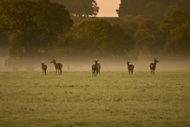 Group of deer grazing in a misty morning field surrounded by fog and trees. Ideal for concepts like tranquility, nature, and wildlife. Great for use in advertisements that evoke peace, nature documentaries, photography blogs, and educational materials about wildlife.