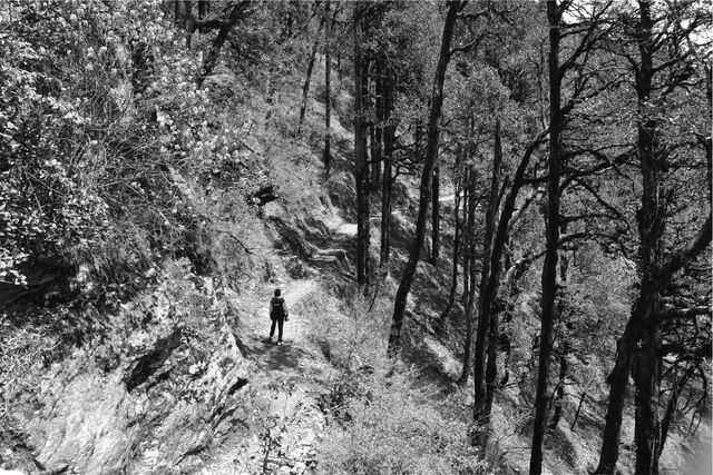 This black and white photo depicts a lone hiker walking along a forest trail. It is ideal for themes of adventure, exploration, solitude, and the beauty of nature. Suitable for use in outdoor activity promotions, nature conservation campaigns, and travel blogs.