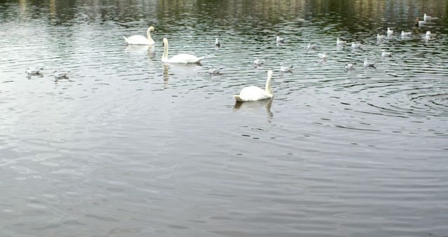 Ducks and swans swimming in cold water of a calm lake