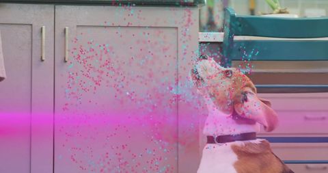 Beagle tilting toward magenta confetti and neon beam in kitchen celebrating playful moment