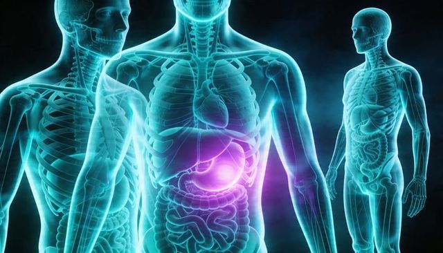 Translucent human anatomy trio highlighting glowing stomach and internal organs