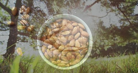 Whole Almonds in Bowl Overlaid on Serene Forest Background