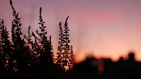 Heather Silhouetting Against Soft Pink and Orange Sunset Sky with Distant City Silhouette