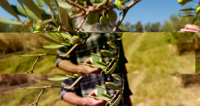 Farmer Holding Olive Branch in Orchard - Download Free Stock Images Pikwizard.com