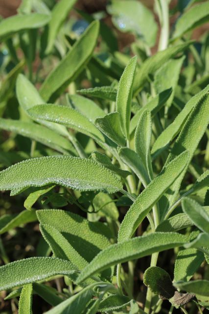 Close-up of Fresh Sage Plant with Dew - Download Free Stock Photos Pikwizard.com