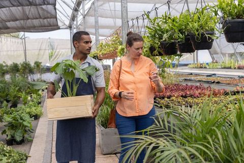 Nursery worker carrying potted plant while customer inspecting hanging seedlings in greenhouse
