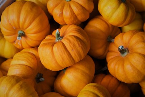 Vibrant mini pumpkins piling for autumn harvest and fall decorations