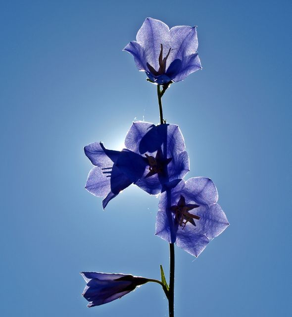 Blue Bell Flowers Backlit by Sun on Clear Sky - Download Free Stock Photos Pikwizard.com