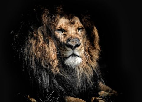Majestic african lion resting with regal mane and closed eyes on dark dramatic background