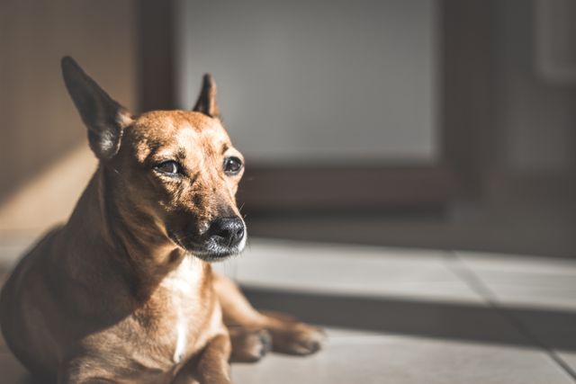 Brown small dog with upright ears relaxing on a sunlit floor indoors. Ideal for themes involving pets, relaxation, domestic animals, and cozy home environments. Useful for pet care blogs, veterinary websites, and interior home decor context.