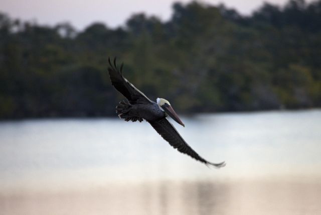 Brown Pelican Searching for Fish at Dawn in Kennedy Space Center - Download Free Stock Photos Pikwizard.com