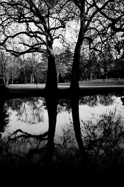 Captures a serene black and white reflection of trees in a calm pond, showcasing mood and tranquility. Useful for nature-themed designs, meditative or reflective content, or creating a serene, moody ambiance in various projects.