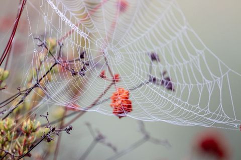 Dew-covered orb web sparkling over blurred wildflowers in soft morning light