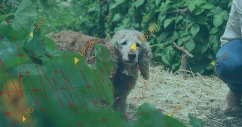 Spaniel peering through garden foliage with telemetry overlays, woman crouching nearby