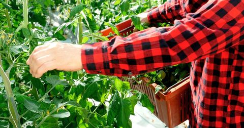 Person Harvesting Fresh Vegetables in Sustainable Greenhouse - Download Free Stock Images Pikwizard.com