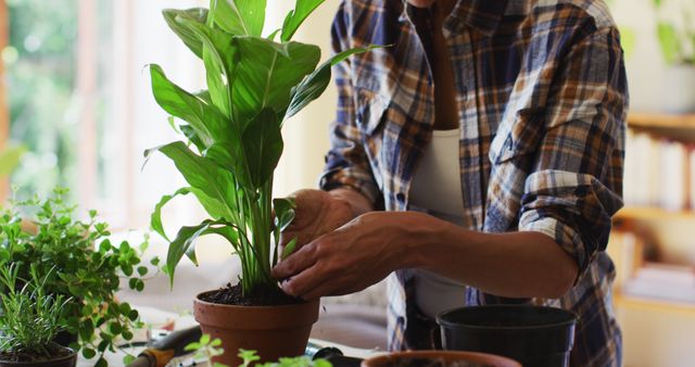 Person planting houseplants in bright indoor space, focusing hands carefully caring for plant. Ideal for articles on home gardening, eco-friendly living, and indoor decor ideas. Might also be useful for hobby enthusiasts interested in plant care.