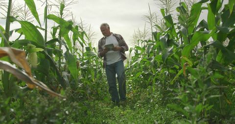 Senior Man Analyzing Cornfield Crop Health for Optimum Yield - Download Free Stock Images Pikwizard.com