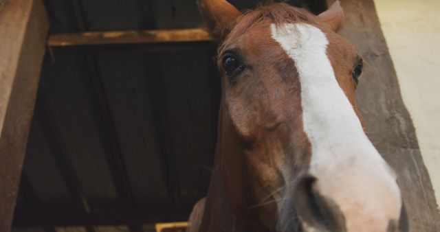 This photo showcases a close-up of a brown horse with a white stripe on its face, standing in a stable. Ideal for use in articles or advertisements related to horses, petting zoos, equestrian activities, animal care, and rural lifestyles.