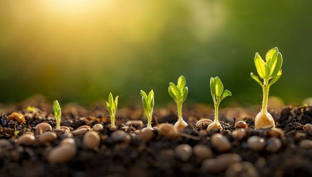 Seedlings Sprouting in Garden Soil Amid Sunlight