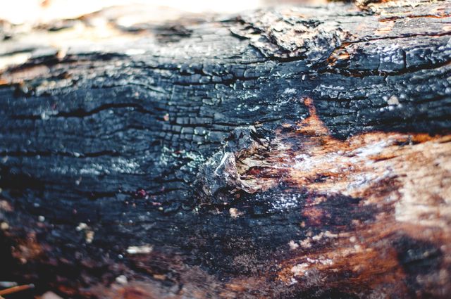 Close-up of burnt log with charred bark, showing natural texture and ash scarring. Suitable for backgrounds, nature studies, and environmental themes. Could be used in articles or presentations on forest fires, environmental impact, or wood textures.